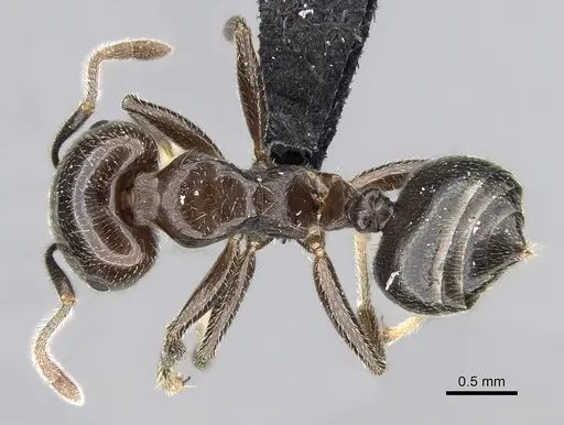 Crematogaster lobata specimen CASENT0125498 image casent0125498_1