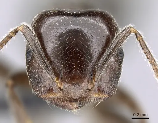 Crematogaster lobata specimen CASENT0125498 image casent0125498_2