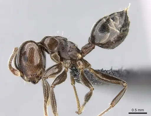 Crematogaster lobata specimen CASENT0125498 image casent0125498_3
