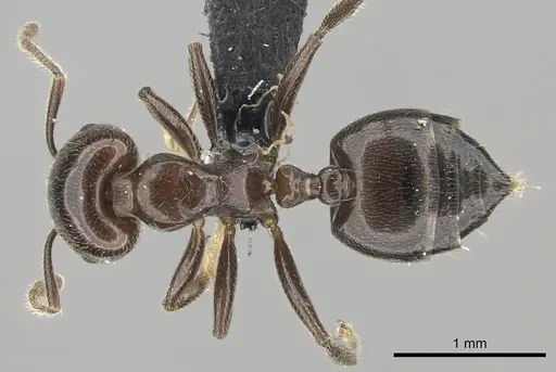 Crematogaster lobata specimen CASENT0136112 image casent0136112_1