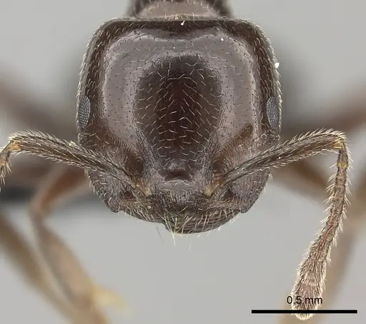 Crematogaster lobata specimen CASENT0136112 image casent0136112_2