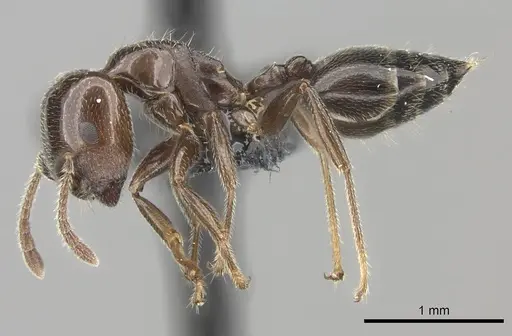 Crematogaster lobata specimen CASENT0136112 image casent0136112_3