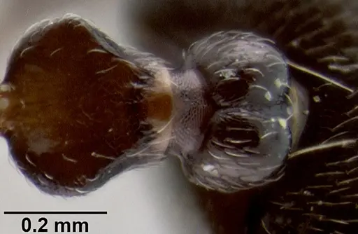 Crematogaster lobata specimen CASENT0193045 image casent0193045_1