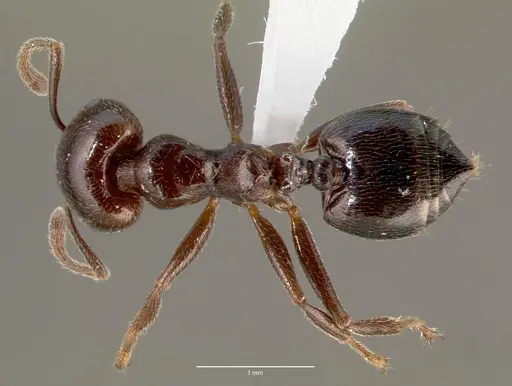 Crematogaster lobata specimen CASENT0423124 image casent0423124_1