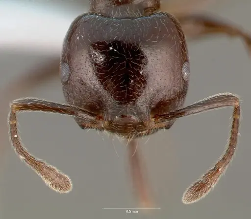 Crematogaster lobata specimen CASENT0423124 image casent0423124_2