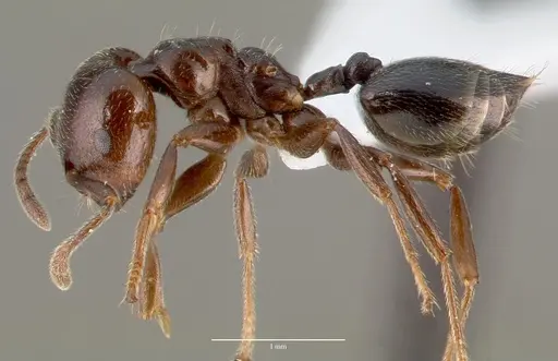Crematogaster lobata specimen CASENT0423124 image casent0423124_3