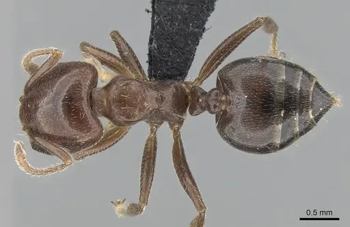 Crematogaster lobata specimen CASENT0439060 image casent0439060_1
