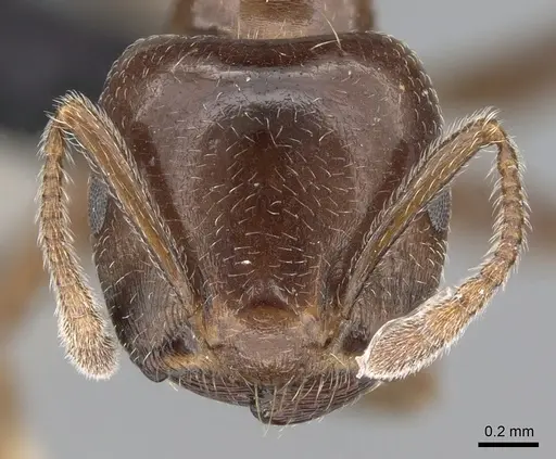 Crematogaster lobata specimen CASENT0439060 image casent0439060_2