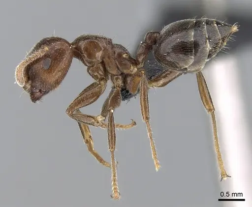 Crematogaster lobata specimen CASENT0439060 image casent0439060_3