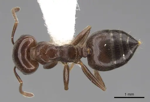 Crematogaster lobata specimen CASENT0922649 image casent0922649_1
