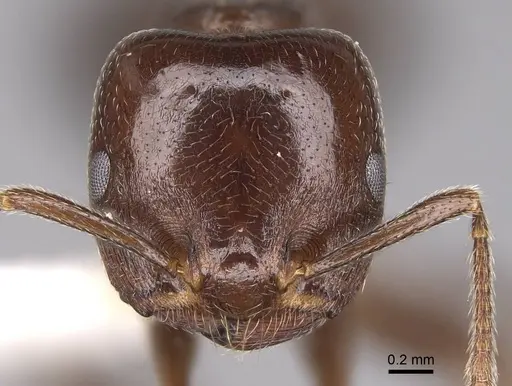 Crematogaster lobata specimen CASENT0922649 image casent0922649_2