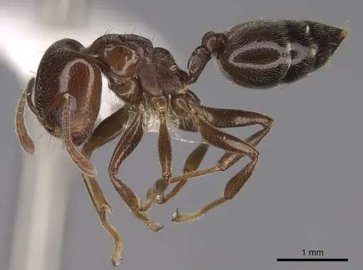 Crematogaster lobata specimen CASENT0922649 image casent0922649_3