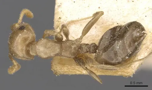 Crematogaster longicephala specimen CASENT0908601 image casent0908601_1
