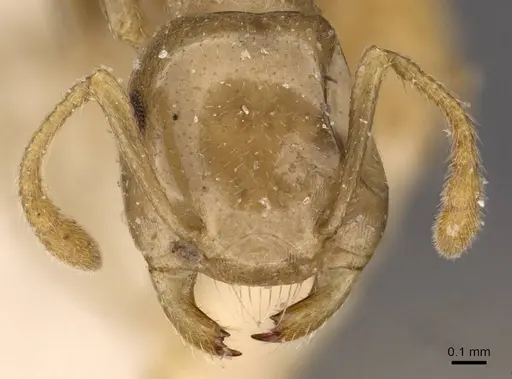Crematogaster longicephala specimen CASENT0908601 image casent0908601_2