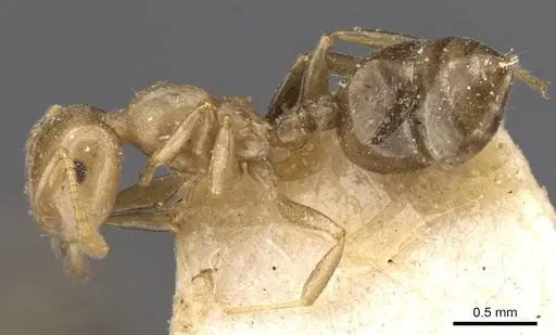 Crematogaster longicephala specimen CASENT0908601 image casent0908601_3