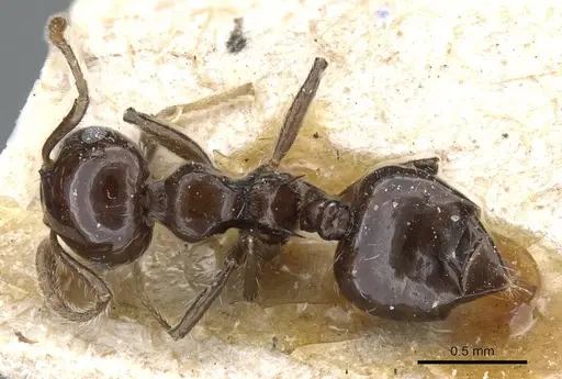 Crematogaster longiclava specimen CASENT0905377 image casent0905377_1