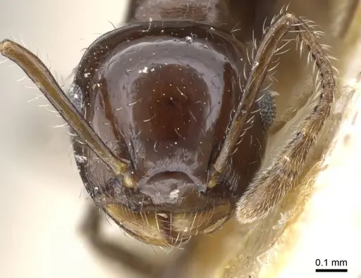 Crematogaster longiclava specimen CASENT0905377 image casent0905377_2