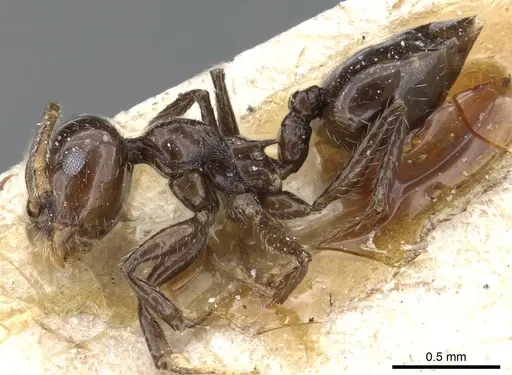 Crematogaster longiclava specimen CASENT0905377 image casent0905377_3