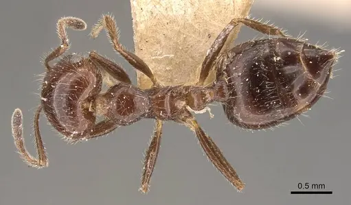 Crematogaster longiclava specimen CASENT0908585 image casent0908585_1