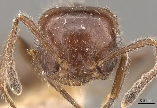 Crematogaster longiclava specimen CASENT0908585 image casent0908585_2