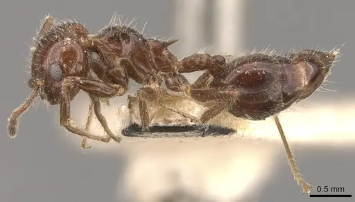 Crematogaster longiclava specimen CASENT0908585 image casent0908585_3