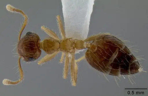 Crematogaster longipilosa specimen CASENT0193780 image casent0193780_1