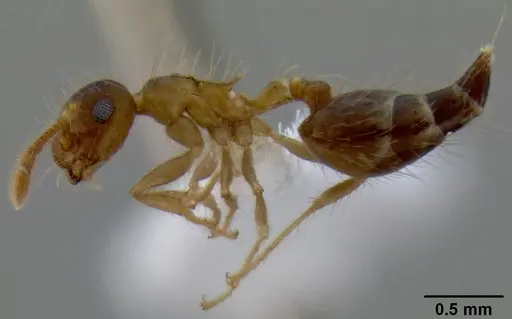Crematogaster longipilosa specimen CASENT0193780 image casent0193780_3