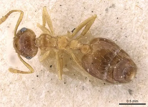 Crematogaster longipilosa specimen CASENT0908370 image casent0908370_1