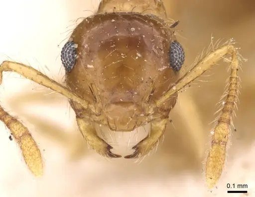 Crematogaster longipilosa specimen CASENT0908370 image casent0908370_2