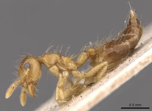 Crematogaster longipilosa specimen CASENT0908370 image casent0908370_3