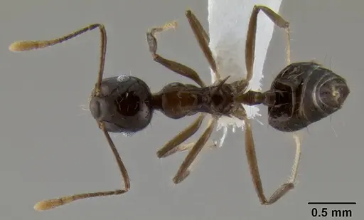 Crematogaster longispina specimen CASENT0193767 image casent0193767_1
