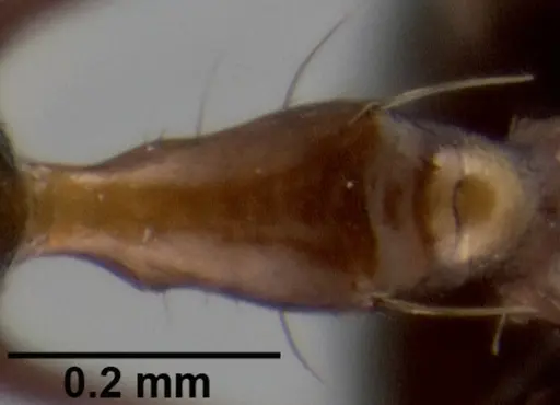 Crematogaster longispina specimen CASENT0193767 image casent0193767_2