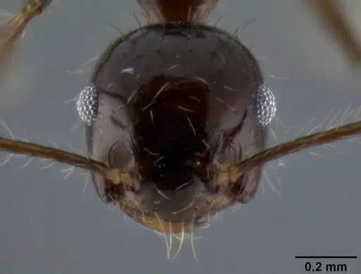 Crematogaster longispina specimen CASENT0193767 image casent0193767_3
