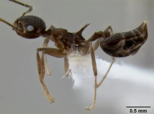 Crematogaster longispina specimen CASENT0193767 image casent0193767_4