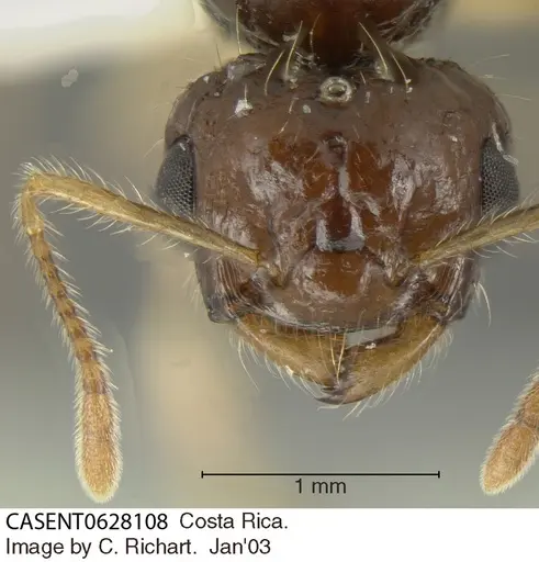 Crematogaster longispina specimen CASENT0628108 image casent0628108_1