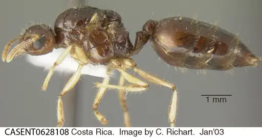 Crematogaster longispina specimen CASENT0628108 image casent0628108_2