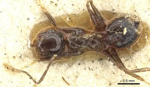 Crematogaster longispina specimen CASENT0902156 image casent0902156_1