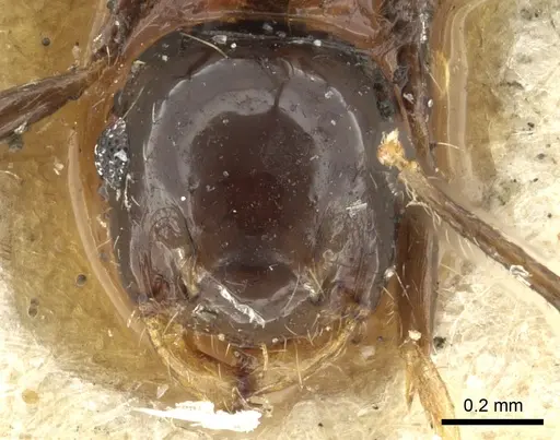 Crematogaster longispina specimen CASENT0902156 image casent0902156_2