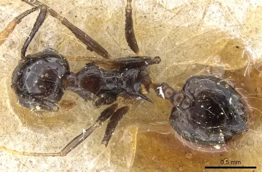 Crematogaster longispina specimen CASENT0904522 image casent0904522_1