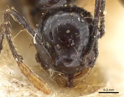 Crematogaster longispina specimen CASENT0904522 image casent0904522_2