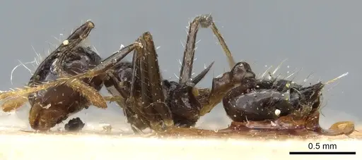 Crematogaster longispina specimen CASENT0904522 image casent0904522_3
