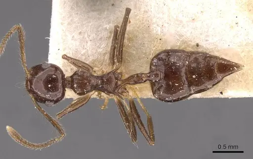 Crematogaster longispina specimen CASENT0908486 image casent0908486_1