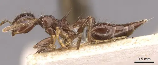 Crematogaster longispina specimen CASENT0908486 image casent0908486_3