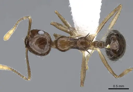 Crematogaster longispina specimen CASENT0914572 image casent0914572_1