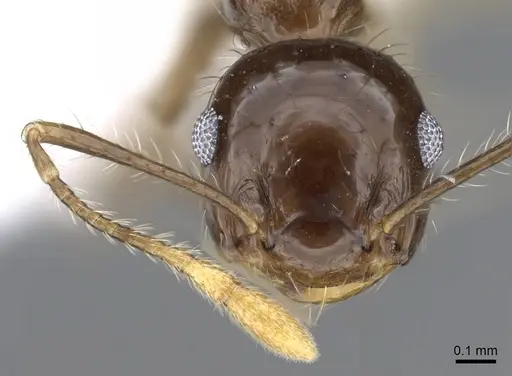Crematogaster longispina specimen CASENT0914572 image casent0914572_2