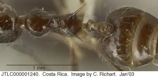 Crematogaster longispina specimen JTLC000001240 image jtlc000001240_1