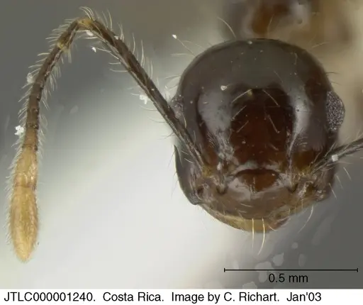 Crematogaster longispina specimen JTLC000001240 image jtlc000001240_2