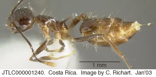Crematogaster longispina specimen JTLC000001240 image jtlc000001240_3