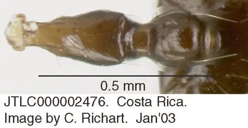Crematogaster longispina specimen JTLC000002476 image jtlc000002476_1