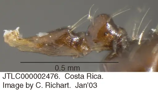 Crematogaster longispina specimen JTLC000002476 image jtlc000002476_2